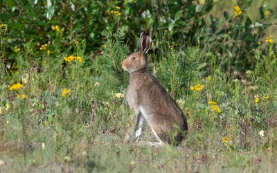 Mountain hare