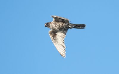 Gyrfalcon (Falco rusticolus)