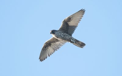 Gyrfalcon (Falco rusticolus)