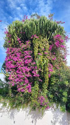 Lavish Flora of Malaga