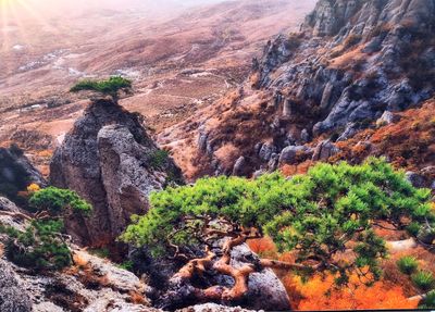 Bonsai