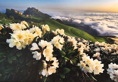 Spring in Caucasus