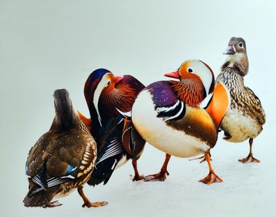 Ice Walk