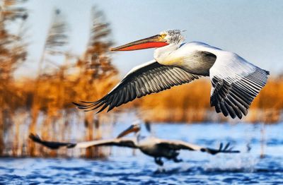 Flying By
