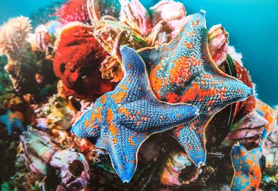 Underwater Stars