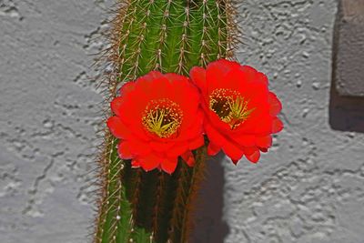 Cactus Flower