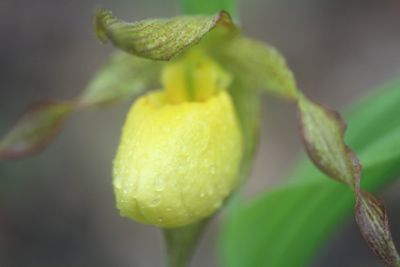 Yellow Ladie's Slipper Orchid
