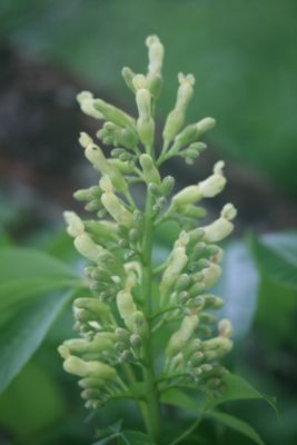 Yellow Buckeye Blooming
