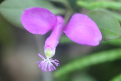 Polygala Flowering in West Virginia