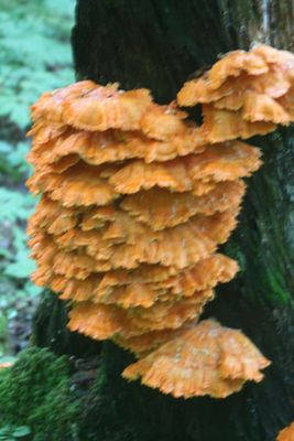 Bright Orange Polypores Growing on Maple Tree