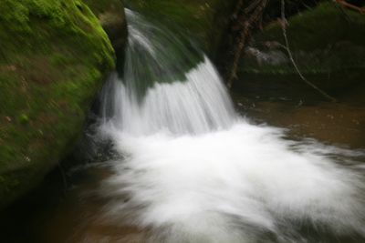 Bridge Branch Swiftwater Feeding Williams