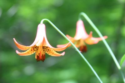 Colorful Pair of Canadian Lillies Blooming