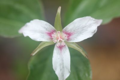 Painted Trillium Flowering in Mountain Woods