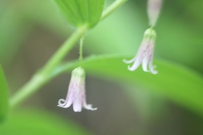 Tiny Blooms on Rare Rosy Twisted Stalk Plant