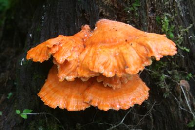 Beautiful Vivid Orange Polypores in West Virginia Wodds