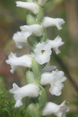 Multiple Flower Ladies Tress Orchid 