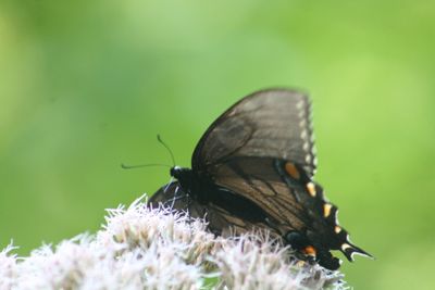 Spicebush Swallowtail Browsing Joe Pye Flowers 