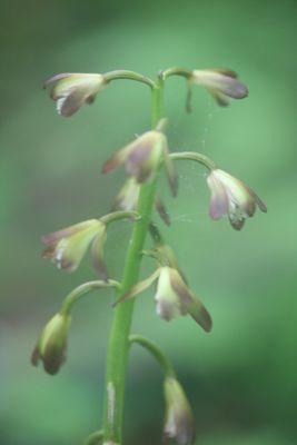 Several Blooms on Aplectrum Hibernal Orchid  