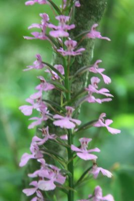 Rare Purple Fringless Orchid Blooming in WV Mountains
