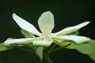 Gorgeous Blooming Fraseri Magnolia 