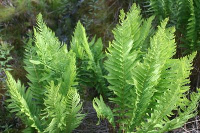 Vivid Green Cinnamon Fern Groups in WV Mountains