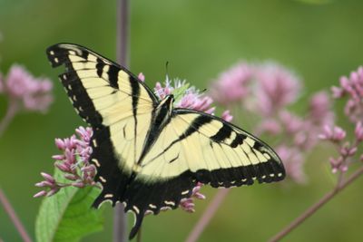 Tiger Swallowtail Browsing on Joe Pye Flowers