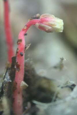 Red and Yellow Pine Sap on Mountain Ridge