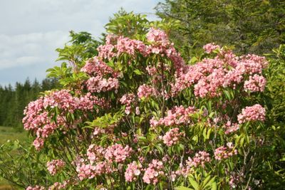 Pink Mountain Laurel Blooming in Appalachia