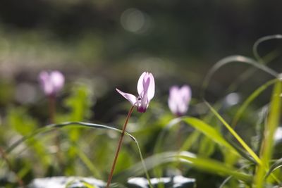 flowers_and_plants