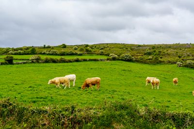 The Burren National Park