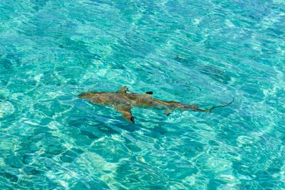 Blacktip reef shark