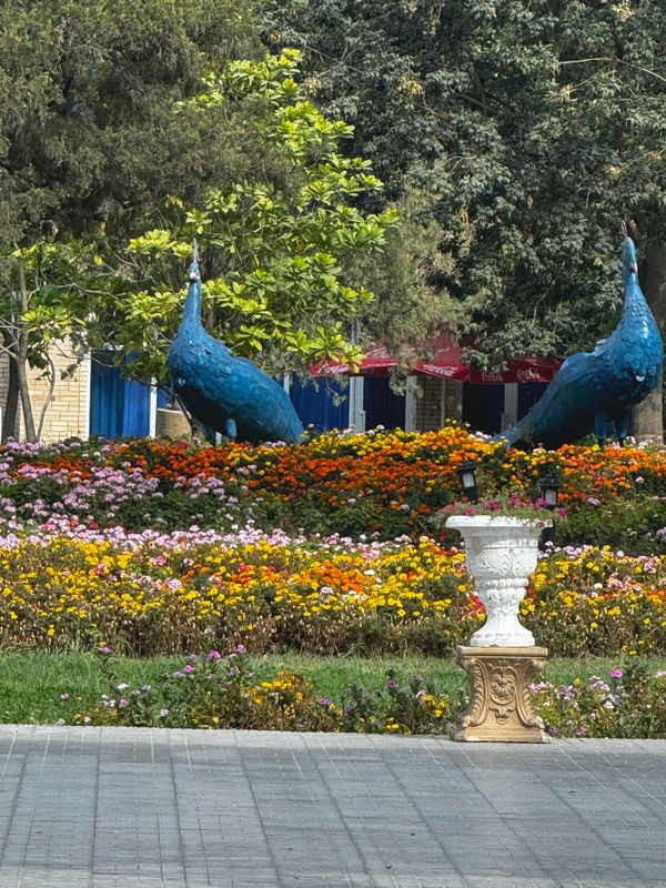 *IMG_5091.jpg