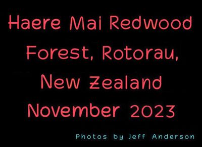 Haere Mai Redwood Forest cover page.