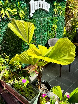 Puerto Plata, Dominican Republic 58