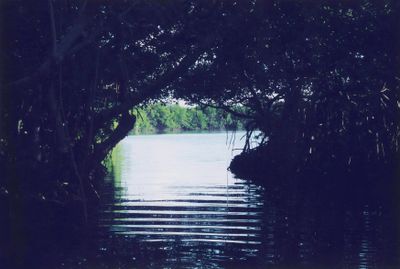 Phosphorescent Bay 9