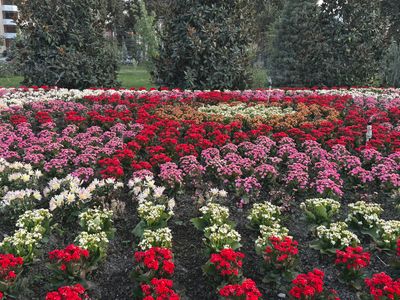 *IMG_4847.jpg