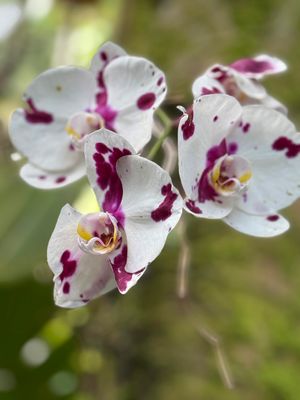 *IMG_1785.jpg