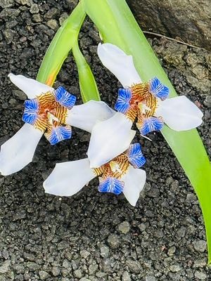 *IMG_1844.jpg