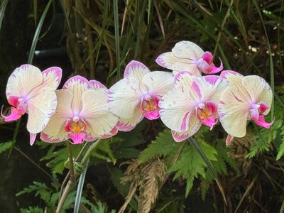 *IMG_1858.jpg