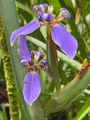 *IMG_1869.jpg
