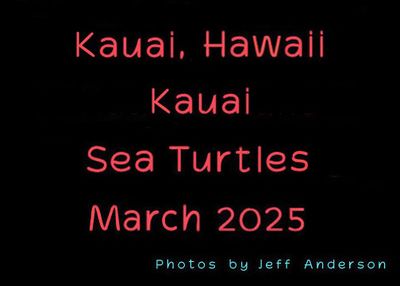 Kauai, Hawaii, Kauai Sea Turtles (March 2025)