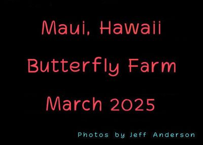 Maui Butterfly Farm (March 2025)