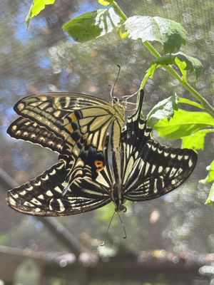 *IMG_2797.jpg