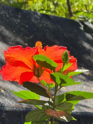 *IMG_2799.jpg