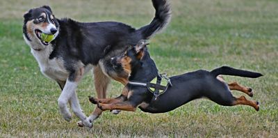 buck_finn_and_luna_7924