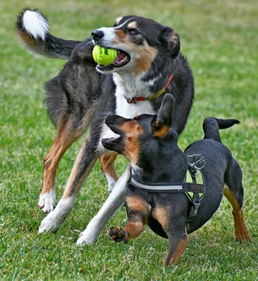 buck_finn_and_luna_7924