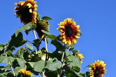 SUN FLOWER