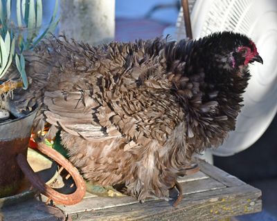 DSC_7420p.jpg