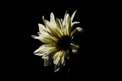 LookingForLight4775