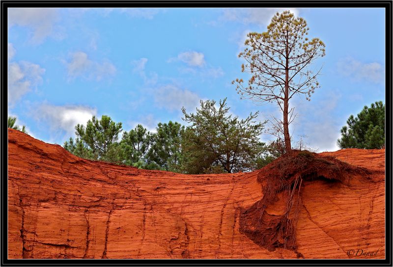 Roots Anatomy.